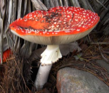 Mushroom - Pic1